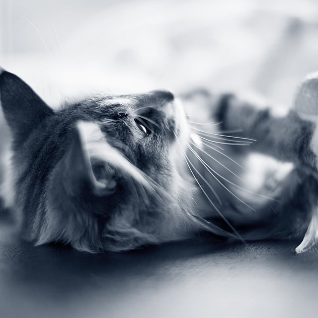 Un gato tirado en el suelo.