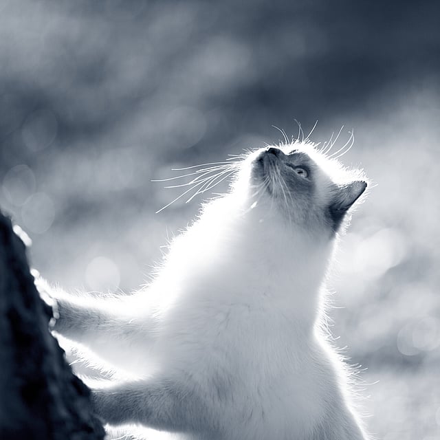 Un gato trepando a un árbol.
