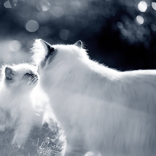 Un gato y un gatito jugando en la hierba.