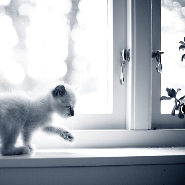 Un gatito parado en el alféizar de una ventana.