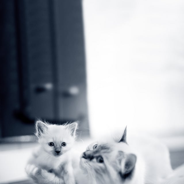 Un gato y un gatito sobre una alfombra.