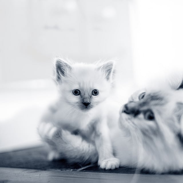 Un gato y un gatito tirados en el suelo.