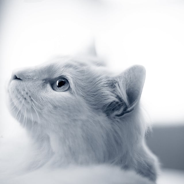 Un gato blanco mirando hacia arriba.