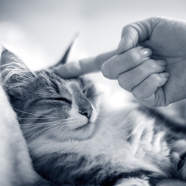 Una mano tocando a un gato.