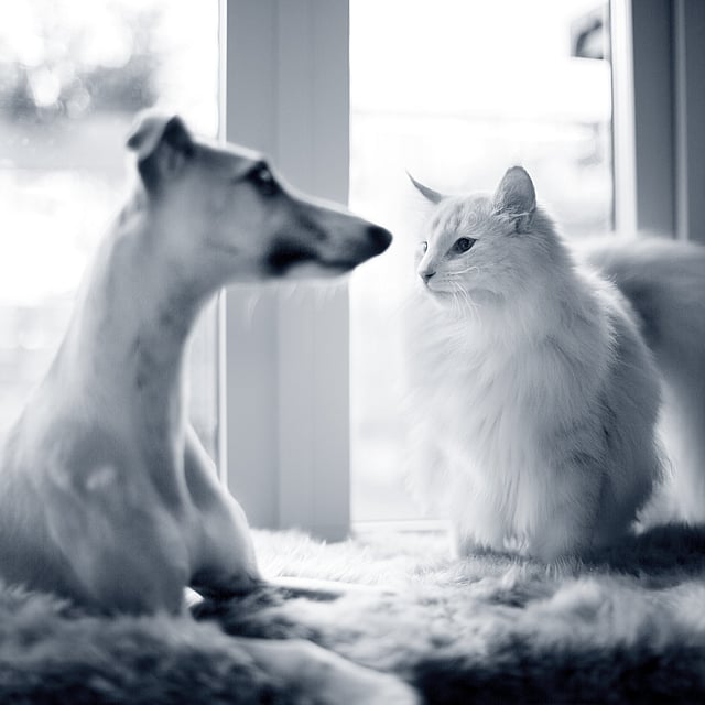 Un perro y un gato mirándose.