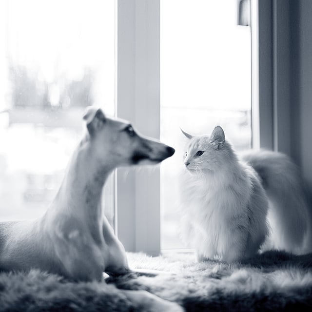 Un perro y un gato mirándose.