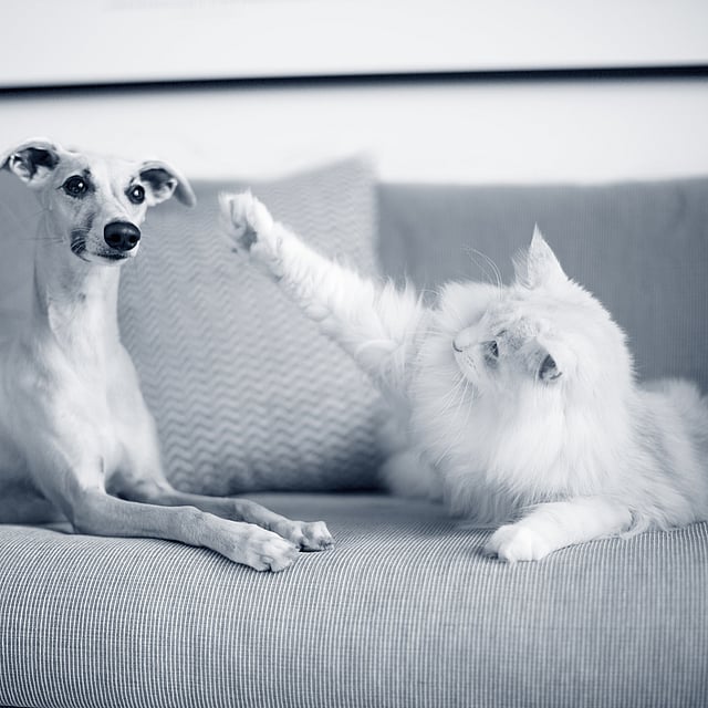 Un perro y un gato en un sofá.