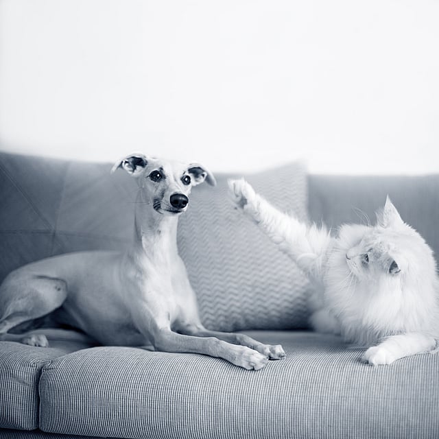 Un perro y un gato en un sofá.