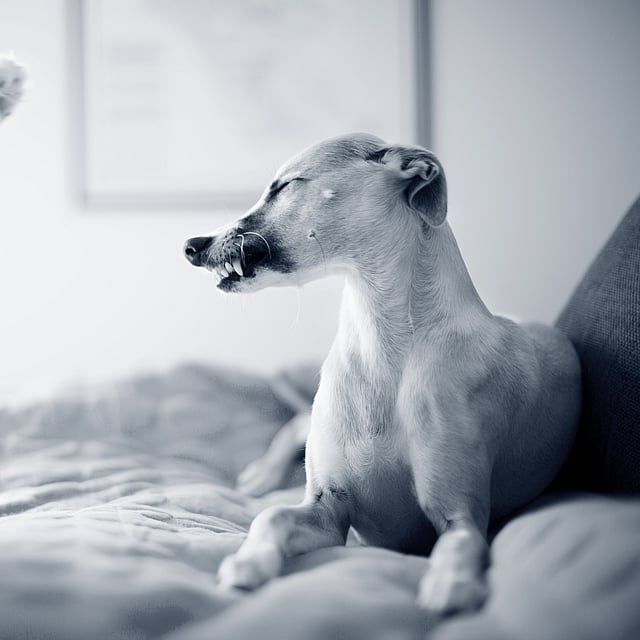 Un gato y un perro en una cama.