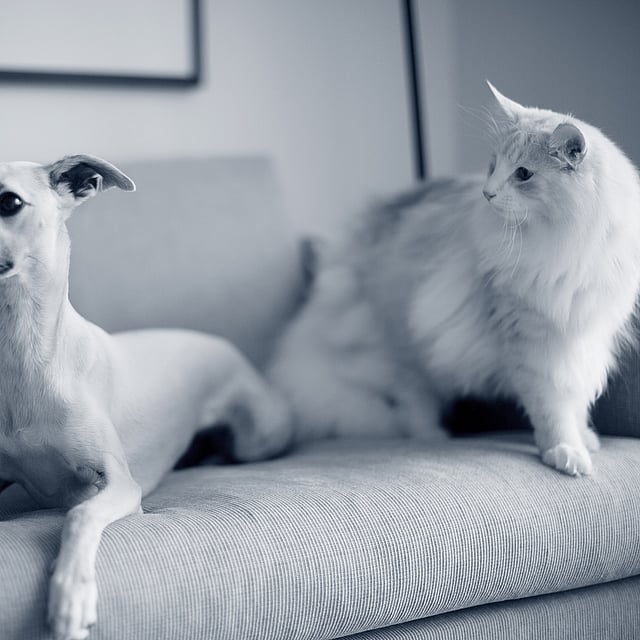 Un gato y un perro en un sofá.