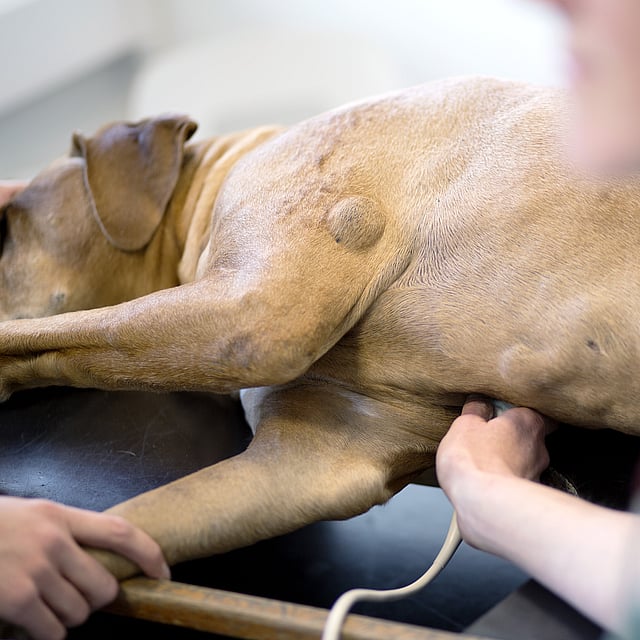 Un perro examinado por un veterinario.