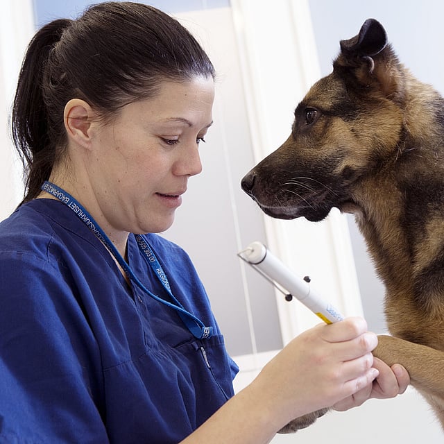 Una persona sosteniendo un palo a un perro.