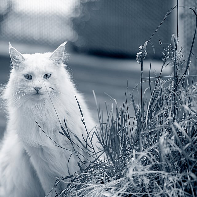 Un gato blanco sentado frente a una planta.