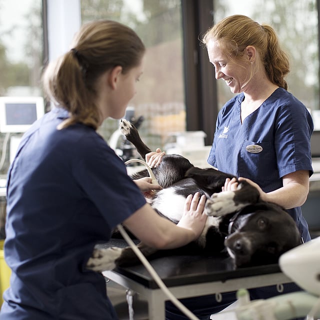 Un par de veterinarios en una clínica veterinaria.