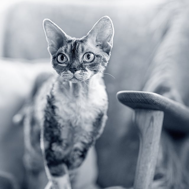 Un gato de pie en una silla.