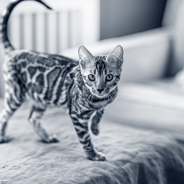 Un gato de pie sobre una manta.