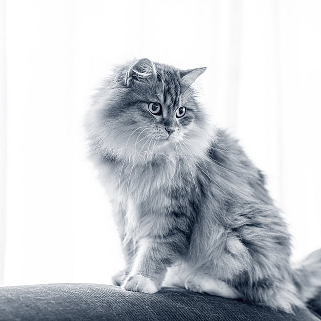 Un gato sentado en un sofá.