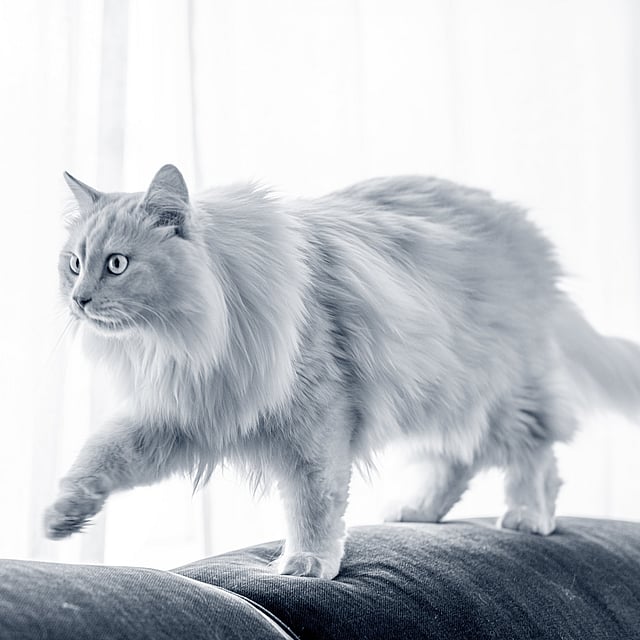 Un gato caminando en un sofá.