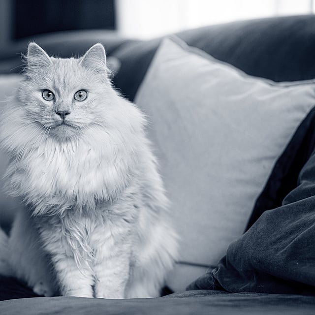 Un gato sentado en un sofá.