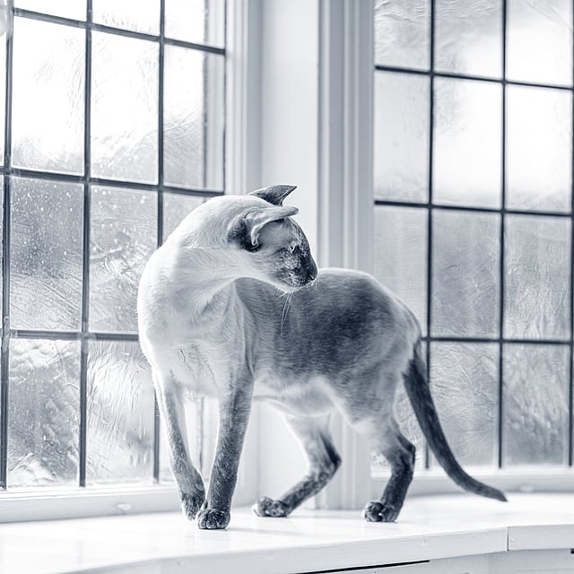 Un gato parado en el alféizar de una ventana.