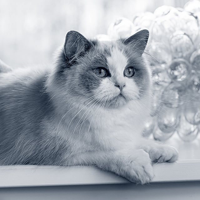 Un gato sentado en una repisa.