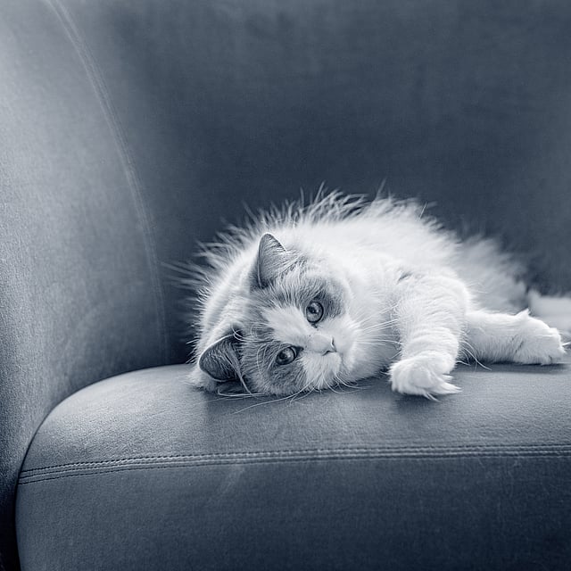 Un gato acostado en un sofá.