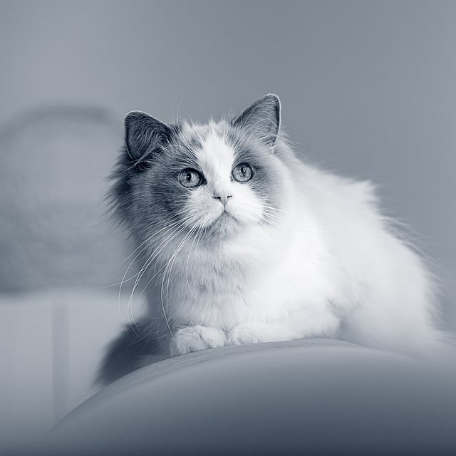 Un gato mirando a la cámara.