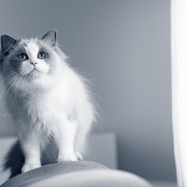 Un gato de pie en una silla.