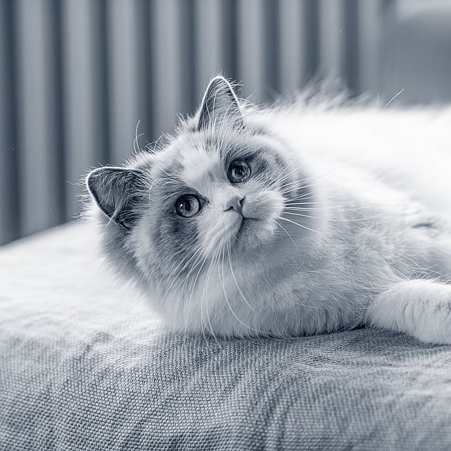 ragdoll