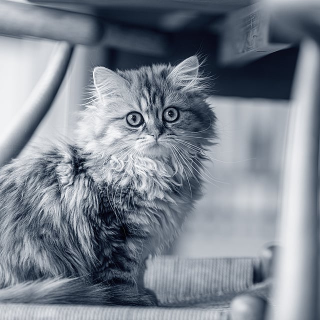 gatito británico de pelo largo