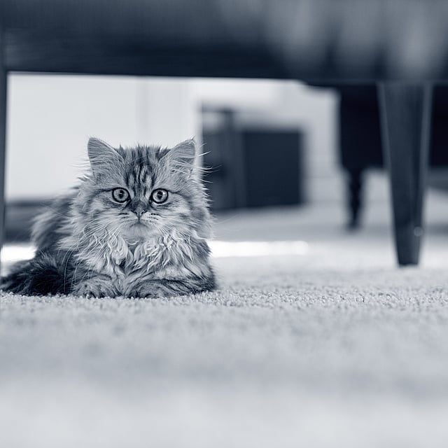 Un gato tirado en el suelo.