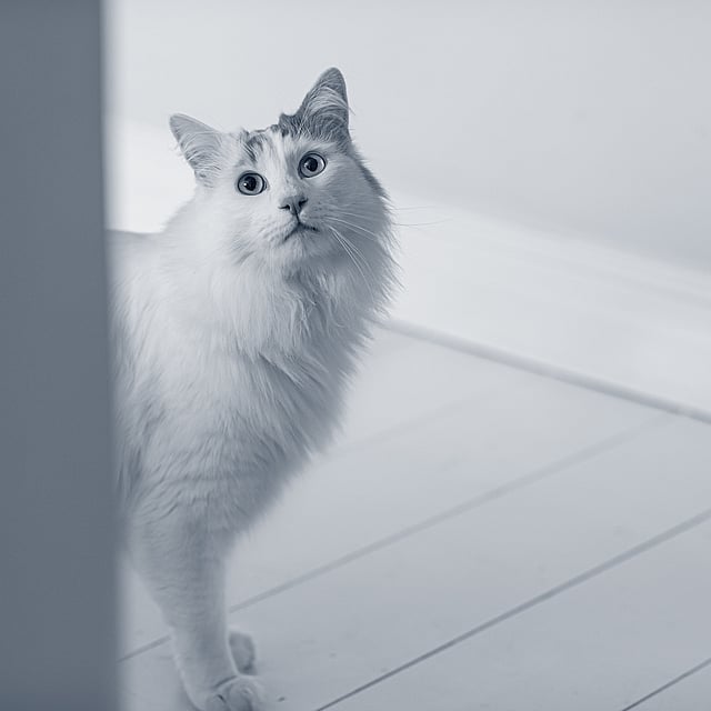 Un gato de pie sobre un suelo de madera.