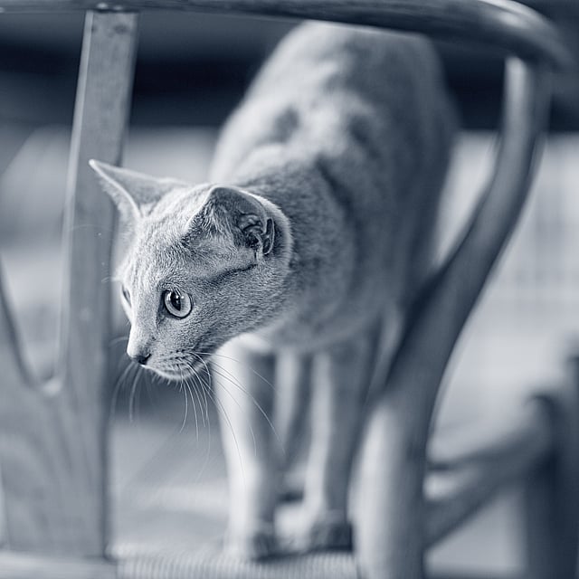Un gato de pie en una silla.