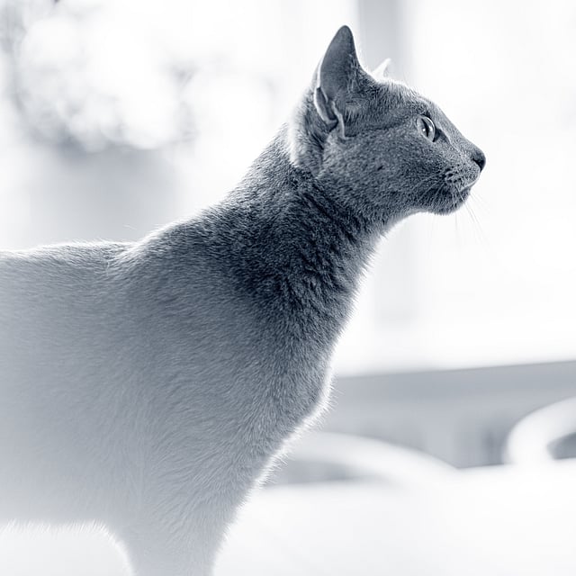Un gato mirando hacia arriba.