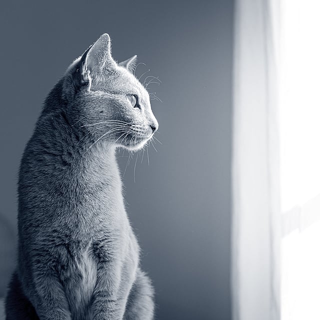 Un gato sentado mirando por una ventana.