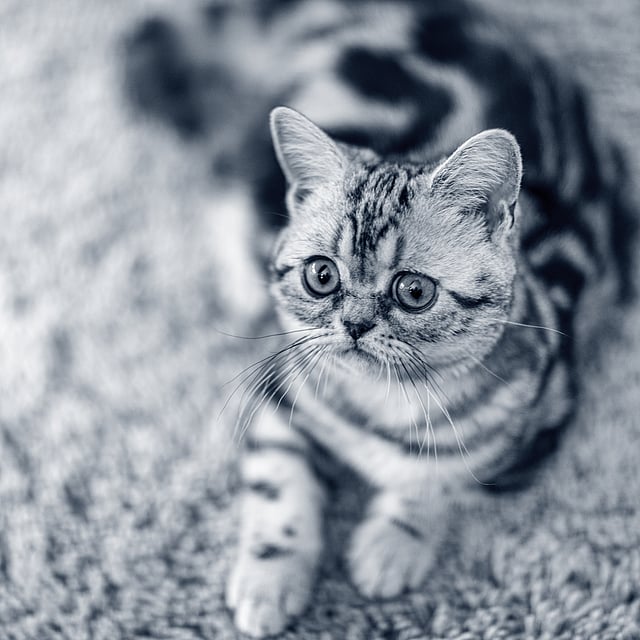 Un gato tumbado en la alfombra.