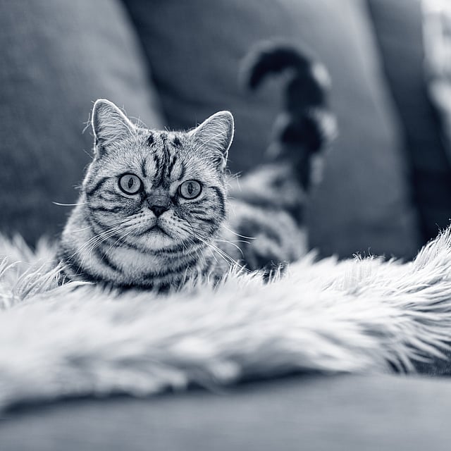 Un gato acostado sobre una manta de piel.