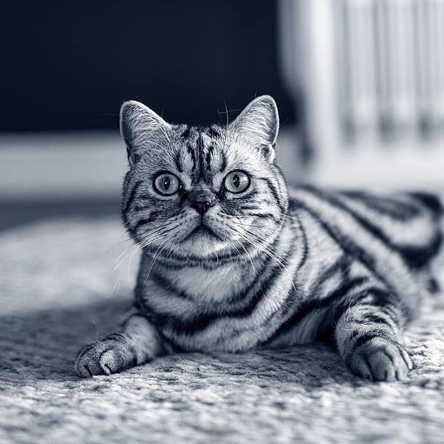 gato británico pelo corto