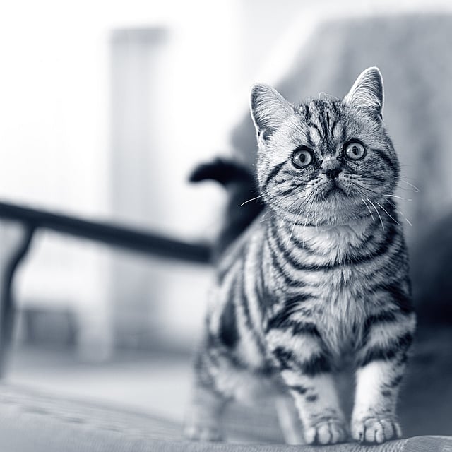 Un gato de pie en una silla.