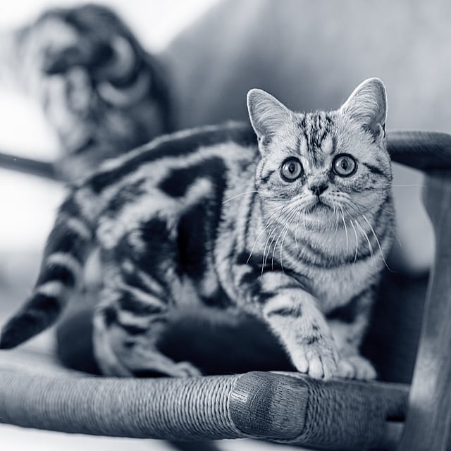 Un gato de pie en una silla.