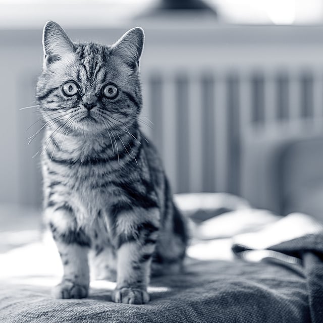 Un gato sentado en un sofá.