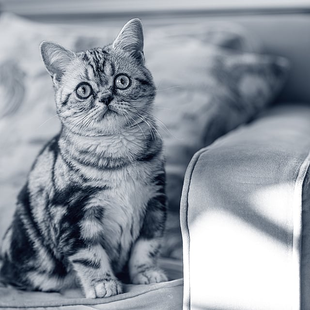 Un gato sentado en un sofá.