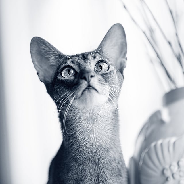 Un gato mirando un jarrón.