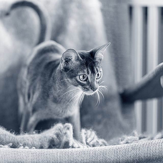 Un gato de pie sobre una manta.