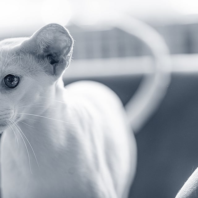 Un gato mirando a la cámara.