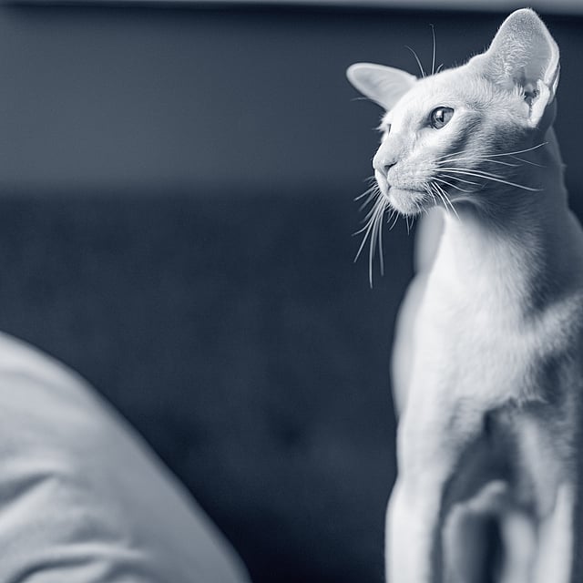 Un gato parado en una cama.