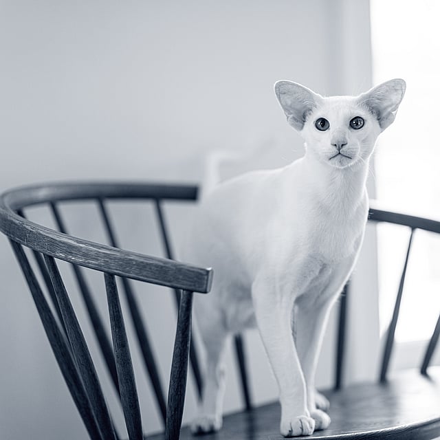 Un gato sentado en una silla.