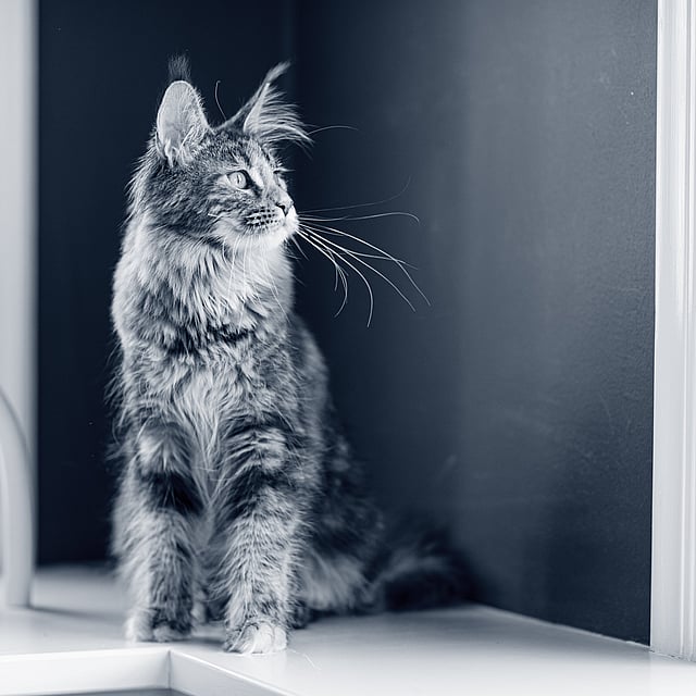 Un gato sentado en una repisa.