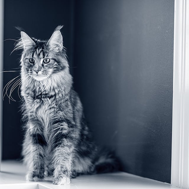 Un gato sentado en el alféizar de una ventana.