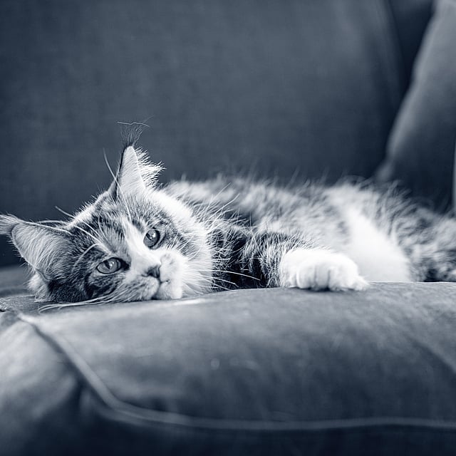 Un gato acostado en un sofá.